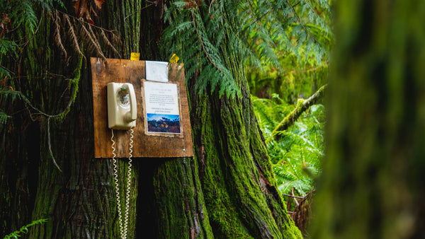 A phone in the forest